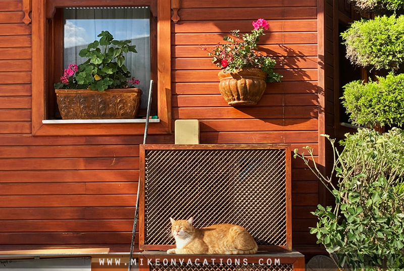 Meeting Istanbul’s friendly street cats with kids Istanbul street cat resting in the sun, kid-friendly experiences in Istanbul