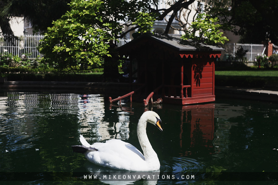 Feeding swans in Istanbul parks near Dolmabahçe Swan in Dolmabahçe Palace gardens, parks in Istanbul with kids