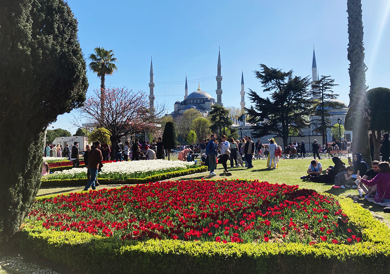 Admire tulips and historic views in Sultanahmet, Istanbul with kids Tulips in Sultanahmet Square with Hagia Sophia, Istanbul family sightseeing