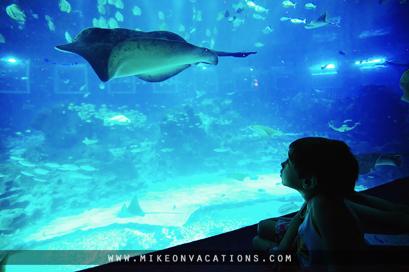 Explore marine life at Istanbul Aquarium with kids Children exploring Istanbul Aquarium, underwater family adventure