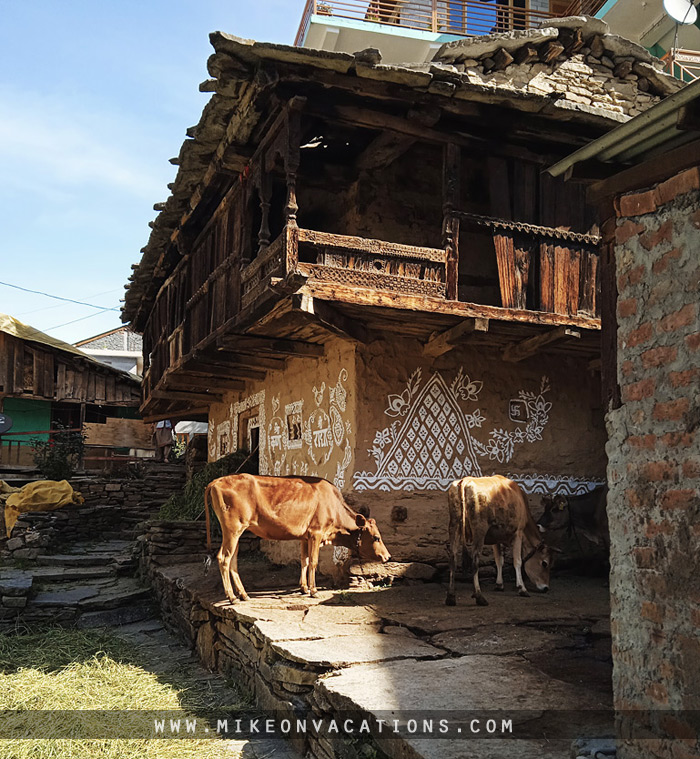 Vashisht village Manali traditional house cows