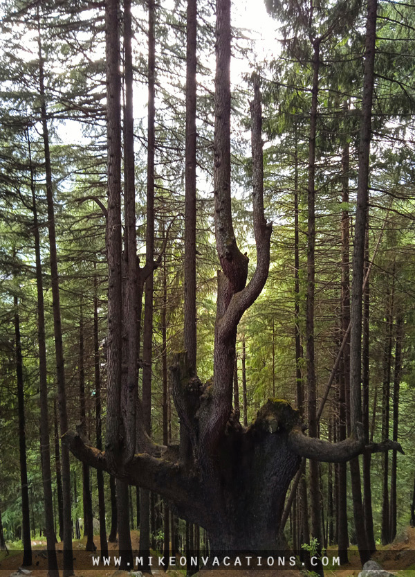Forest in Himalayas unusual tree pine forest Manali hiking kids