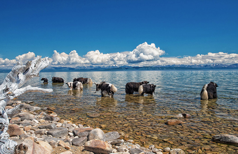 Yaks near mountain lake Himalayas Manali animals kids travel