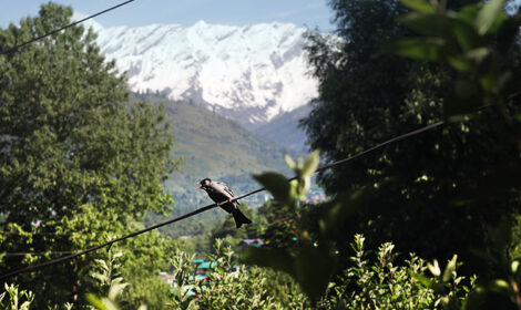 The best time to visit Manali based on real experience from traveling in the Himalayas with kids.